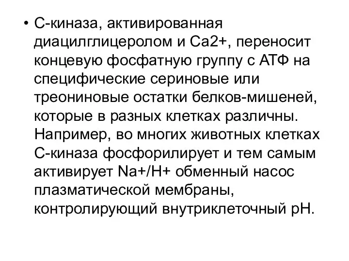 С-киназа, активированная диацилглицеролом и Са2+, переносит концевую фосфатную группу с АТФ