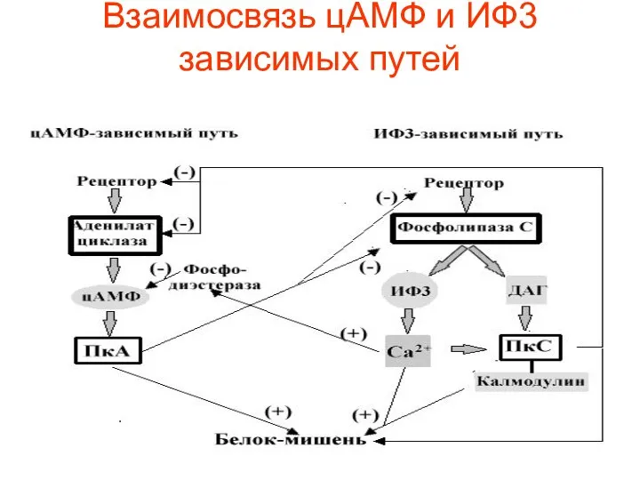 Взаимосвязь цАМФ и ИФ3 зависимых путей