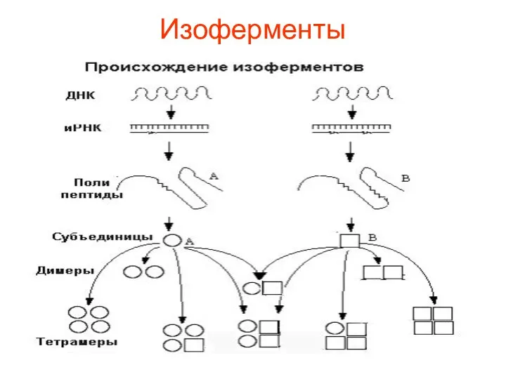 Изоферменты