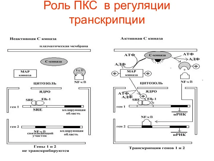 Роль ПКС в регуляции транскрипции