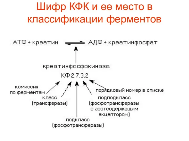 Шифр КФК и ее место в классификации ферментов