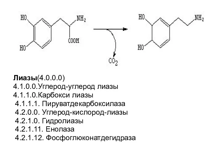 Лиазы(4.0.0.0) 4.1.0.0.Углерод-углерод лиазы 4.1.1.0.Карбокси лиазы 4.1.1.1. Пируватдекарбоксилаза 4.2.0.0. Углерод-кислород-лиазы 4.2.1.0. Гидролиазы 4.2.1.11. Енолаза 4.2.1.12. Фосфоглюконатдегидраза