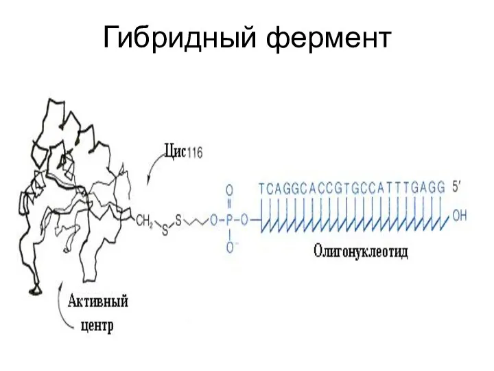 Гибридный фермент