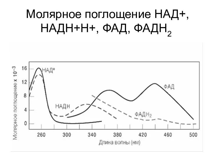 Молярное поглощение НАД+,НАДН+Н+, ФАД, ФАДН2