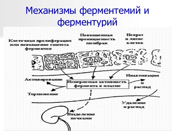 * Механизмы ферментемий и ферментурий