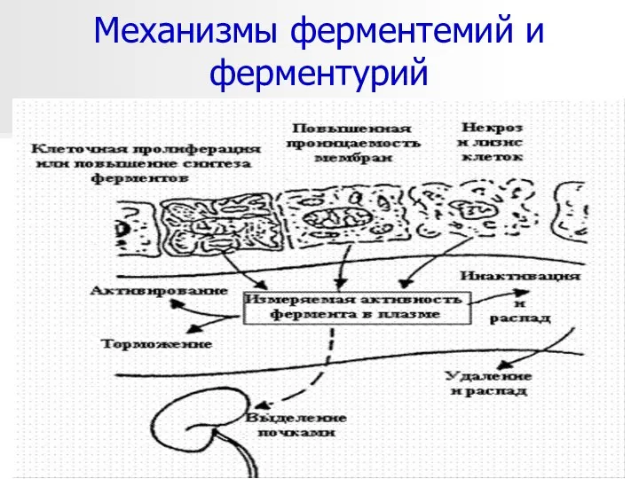 * Механизмы ферментемий и ферментурий