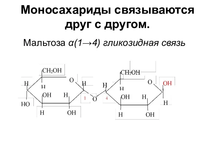 Моносахариды связываются друг с другом. Мальтоза α(1→4) гликозидная связь