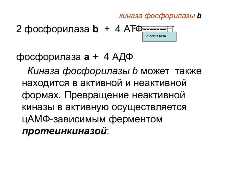 киназа фосфорилазы b 2 фосфорилаза b + 4 АТФ-------? фосфорилаза a