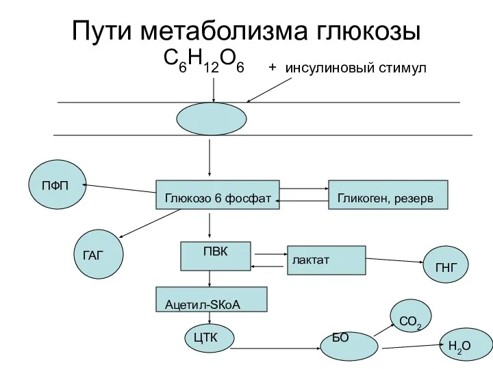 Пути метаболизма глюкозы С6Н12О6 + инсулиновый стимул Глюкозо 6 фосфат ПВК