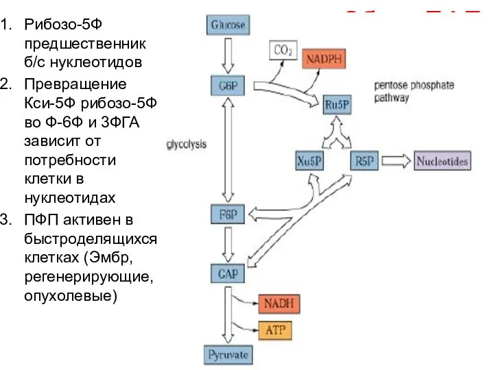 Обзор ПФП Рибозо-5Ф предшественник б/с нуклеотидов Превращение Кси-5Ф рибозо-5Ф во Ф-6Ф