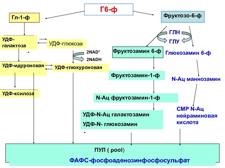 Г6-ф Фруктозо-6-ф Гл-1-ф УДФ-галактоза УДФ-глюкоза Фруктозамин 6-ф ГЛН ГЛУ Фруктозамин-1-ф N-Ац