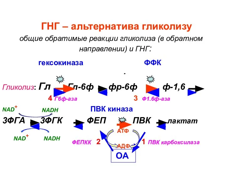 ГНГ – альтернатива гликолизу общие обратимые реакции гликолиза (в обратном направлении)