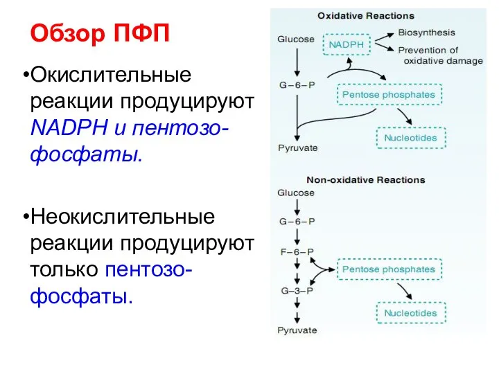 Обзор ПФП Окислительные реакции продуцируют NADPH и пентозо-фосфаты. Неокислительные реакции продуцируют только пентозо-фосфаты.