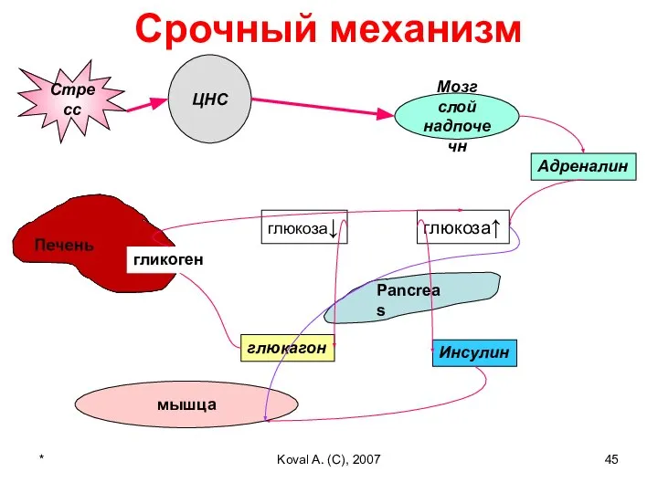 * Koval A. (C), 2007 Срочный механизм ЦНС Мозг слой надпочечн