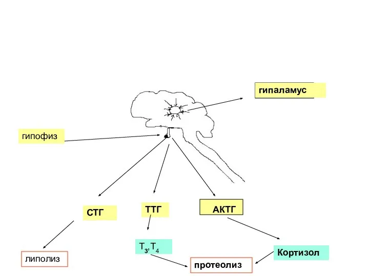 гипаламус гипофиз СТГ ТТГ АКТГ липолиз Т3,Т4 протеолиз Кортизол