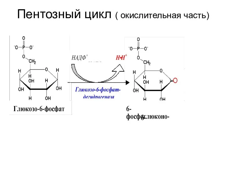 Пентозный цикл ( окислительная часть)