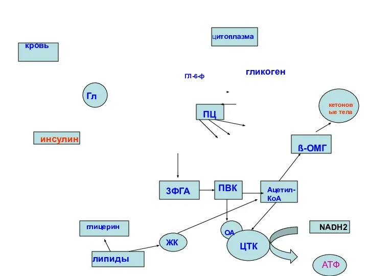ГЛ-6-ф кровь цитоплазма Гл инсулин 3ФГА ПВК Ацетил-КоА гликоген ПЦ ОА
