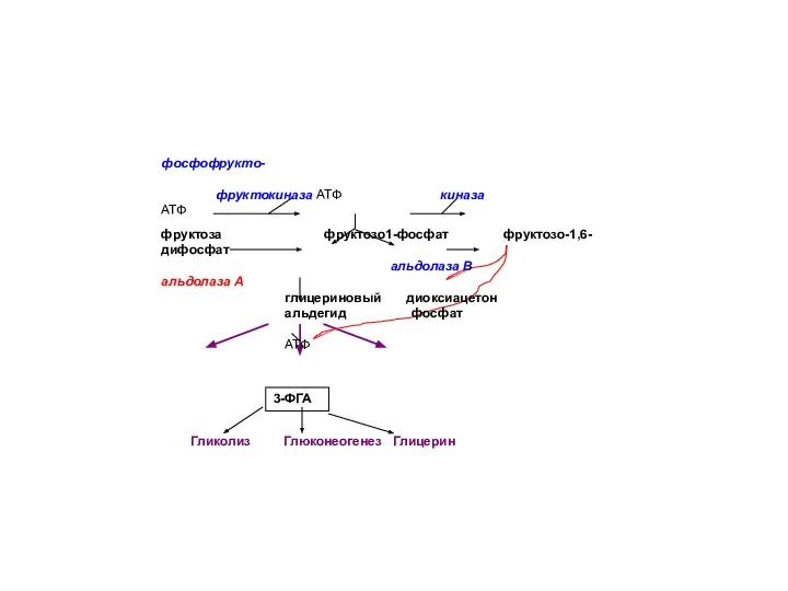 3-ФГА фосфофрукто- фруктокиназа АТФ киназа АТФ фруктоза фруктозо1-фосфат фруктозо-1,6-дифосфат альдолаза В