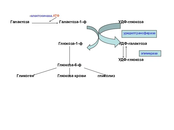 галактокиназа.АТФ Галактоза Галактоза-1-ф УДФ-глюкоза Глюкоза-1-ф УДФ-галактоза УДФ-глюкоза Глюкоза-6-ф Гликоген Глюкоза крови гликолиз уридилтрансфераза эпимераза