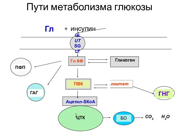 Пути метаболизма глюкозы Гл + инсулин GLUT SGLT Гл 6Ф ПВК