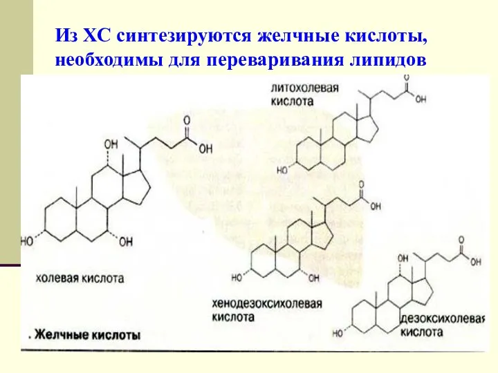 Из ХС синтезируются желчные кислоты, необходимы для переваривания липидов