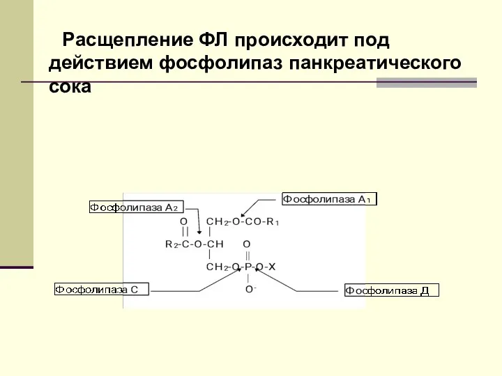 Расщепление ФЛ происходит под действием фосфолипаз панкреатического сока