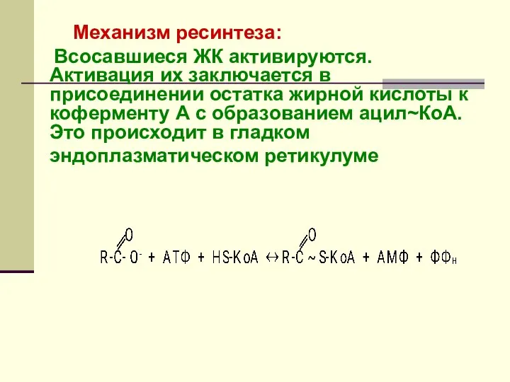 Механизм ресинтеза: Всосавшиеся ЖК активируются. Активация их заключается в присоединении остатка