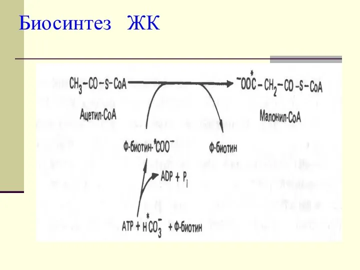 Биосинтез ЖК
