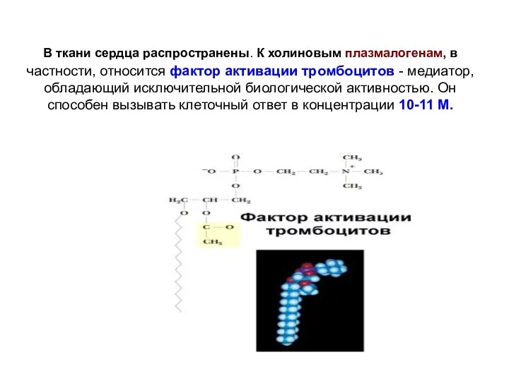 В ткани сердца распространены. К холиновым плазмалогенам, в частности, относится фактор