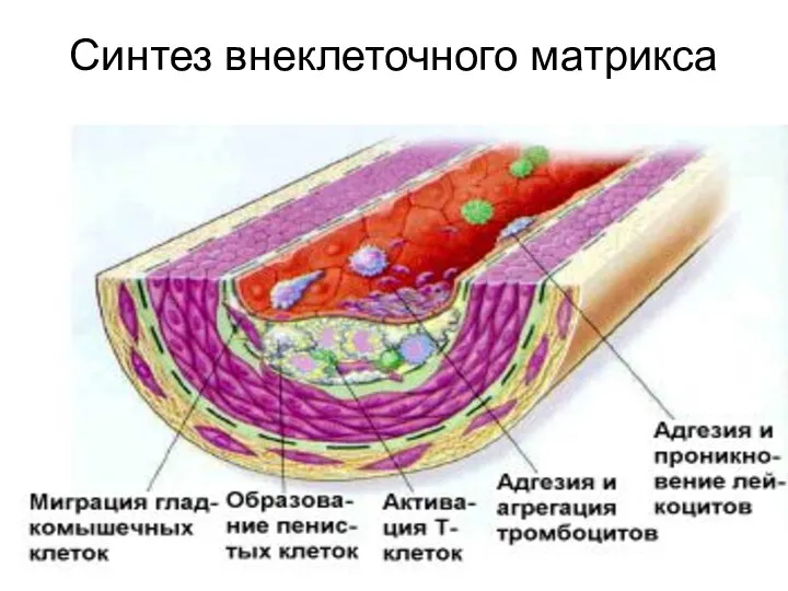 Синтез внеклеточного матрикса