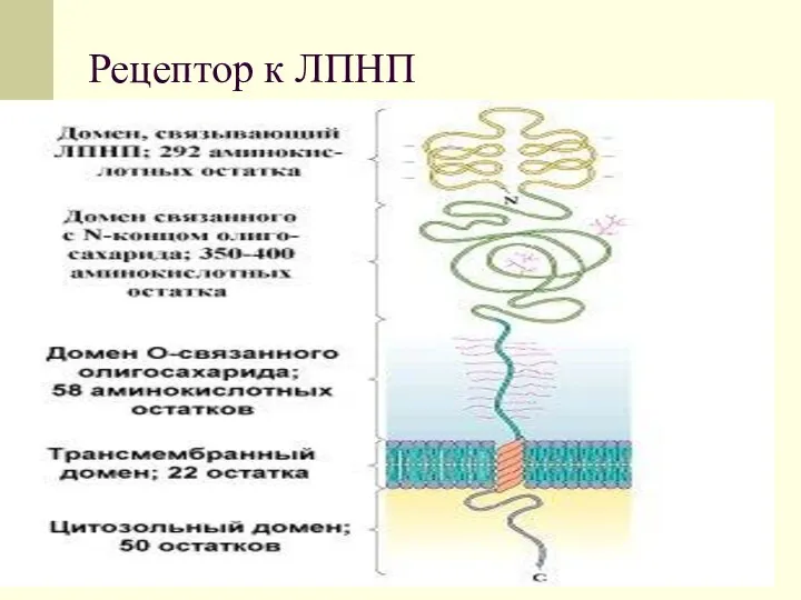 Рецептор к ЛПНП