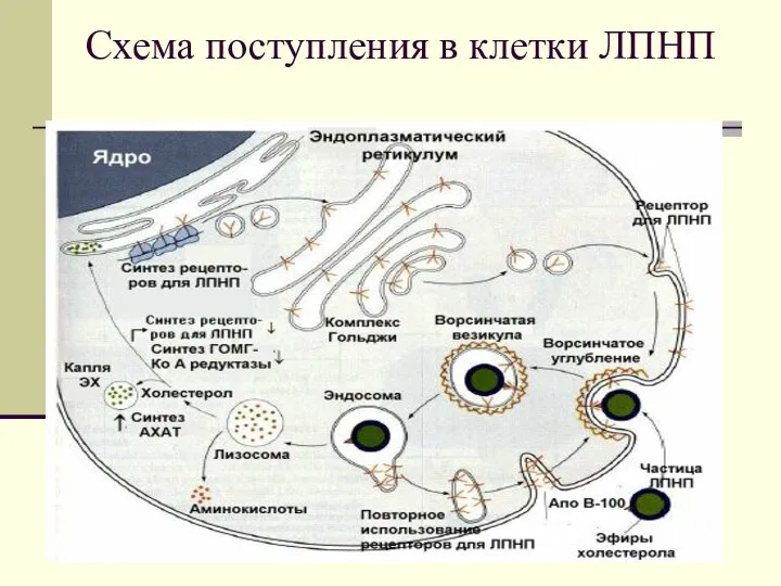 Схема поступления в клетки ЛПНП