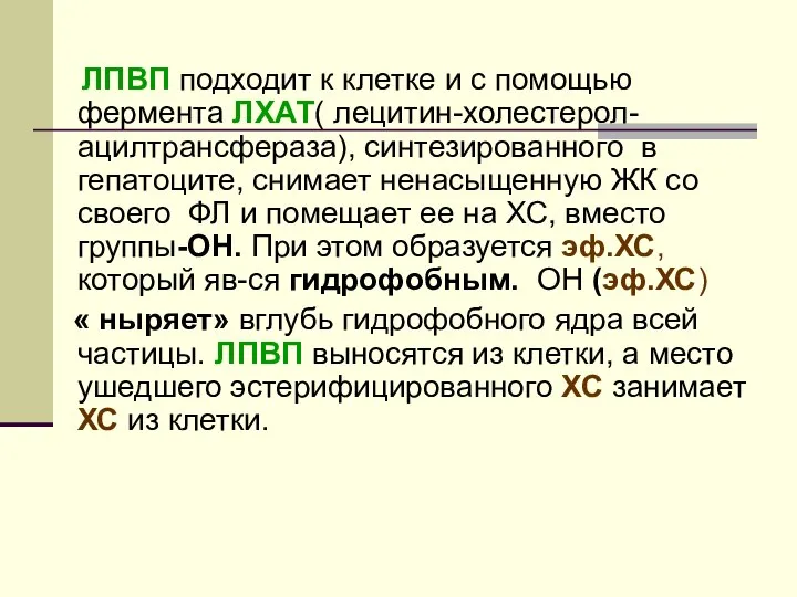 ЛПВП подходит к клетке и с помощью фермента ЛХАТ( лецитин-холестерол-ацилтрансфераза), синтезированного