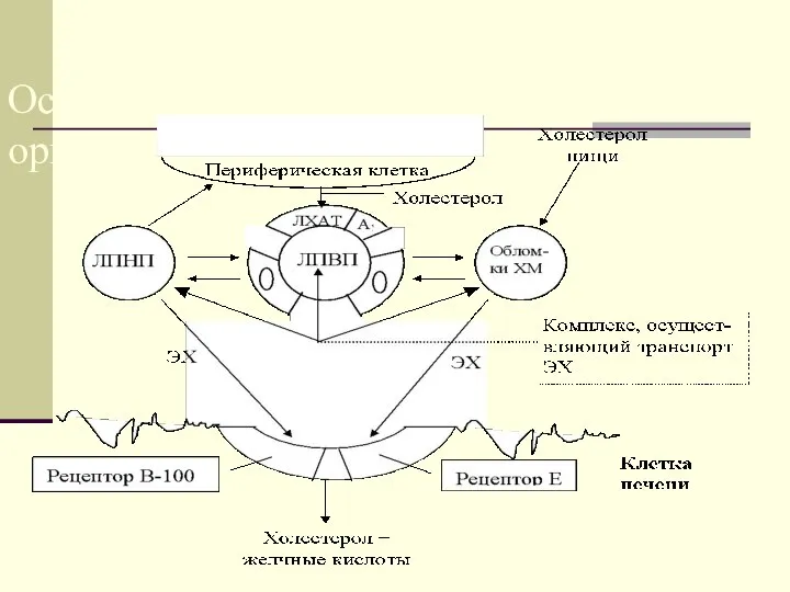 Основные пути транспорта ХС в организме