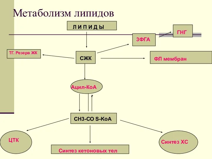 Метаболизм липидов Л И П И Д Ы СЖК Ацил-КоА СН3-СО