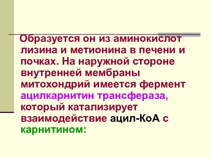 Образуется он из аминокислот лизина и метионина в печени и почках.