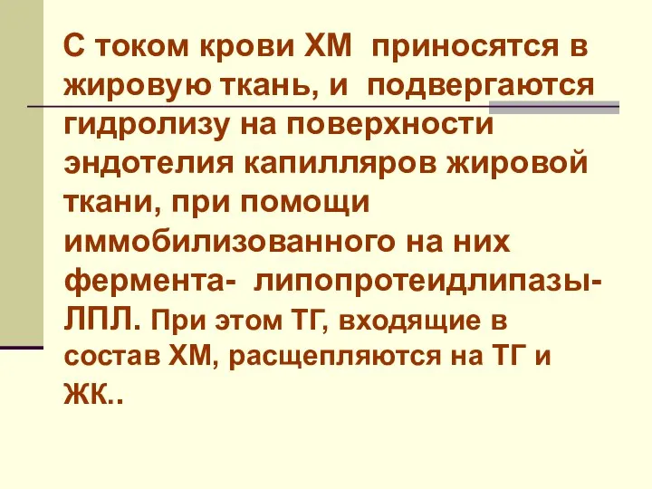 С током крови ХМ приносятся в жировую ткань, и подвергаются гидролизу