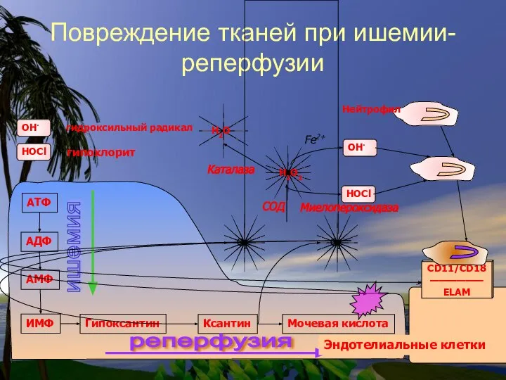 Повреждение тканей при ишемии-реперфузии СОД Каталаза Миелопероксидаза Fe2+ Эндотелиальные клетки