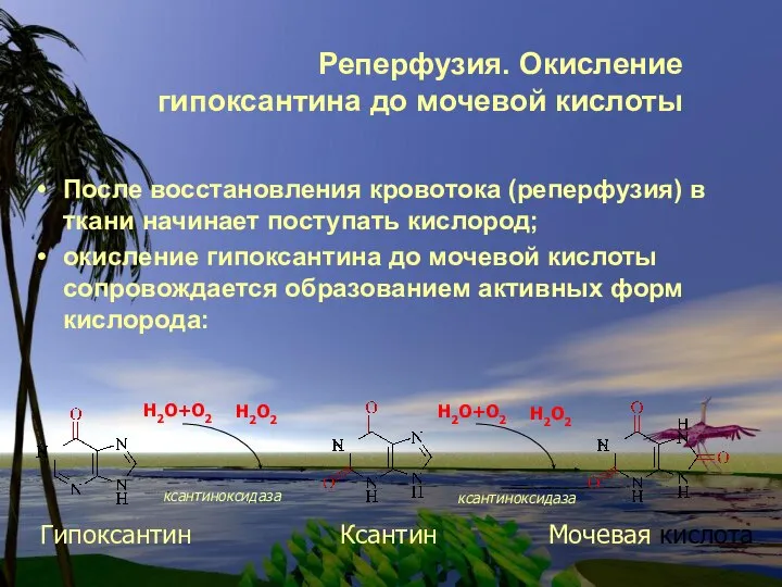 Реперфузия. Окисление гипоксантина до мочевой кислоты После восстановления кровотока (реперфузия) в