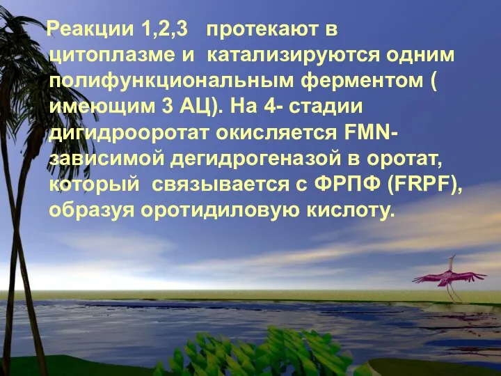 Реакции 1,2,3 протекают в цитоплазме и катализируются одним полифункциональным ферментом (