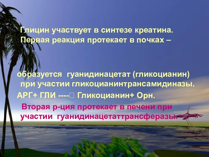 Глицин участвует в синтезе креатина. Первая реакция протекает в почках –