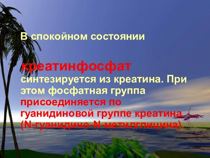 В спокойном состоянии креатинфосфат синтезируется из креатина. При этом фосфатная группа