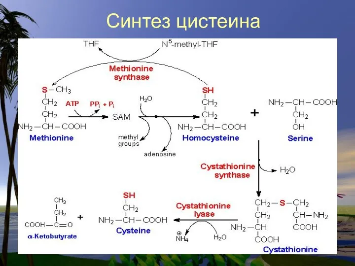 Синтез цистеина