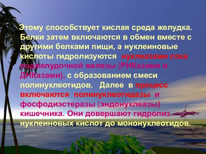 Этому способствует кислая среда желудка. Белки затем включаются в обмен вместе