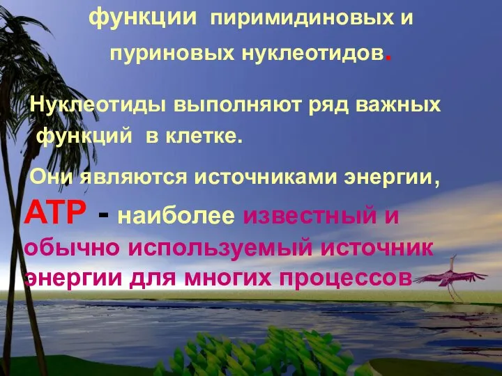 функции пиримидиновых и пуриновых нуклеотидов. Нуклеотиды выполняют ряд важных функций в