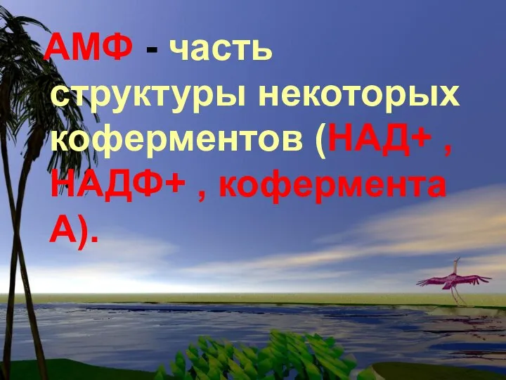 AMФ - часть структуры некоторых коферментов (НАД+ , НАДФ+ , кофермента A).