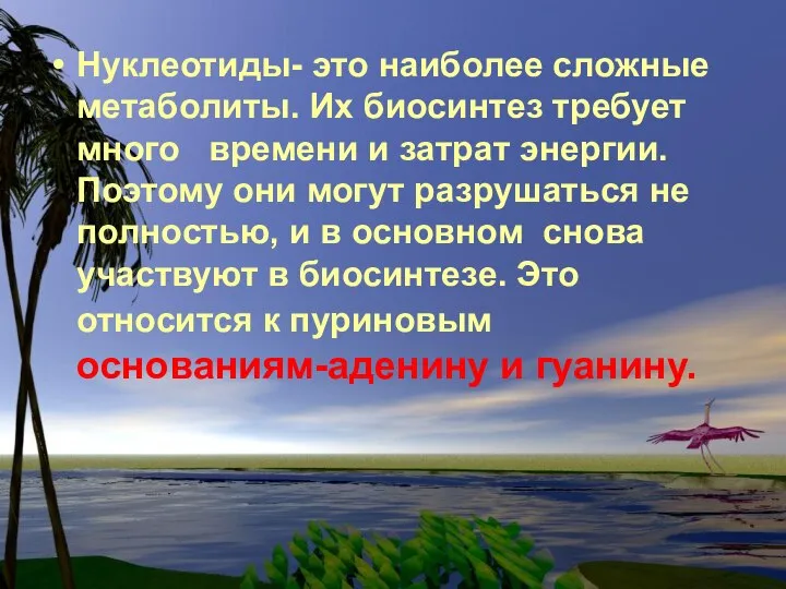 Нуклеотиды- это наиболее сложные метаболиты. Их биосинтез требует много времени и