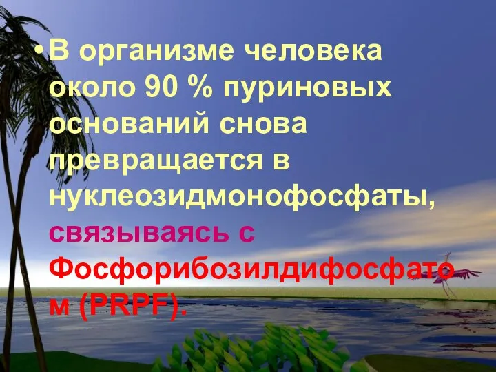 В организме человека около 90 % пуриновых оснований снова превращается в нуклеозидмонофосфаты, связываясь с Фосфорибозилдифосфатом (PRPF).