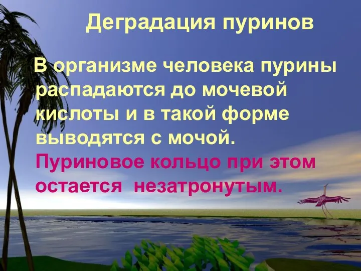 Деградация пуринов В организме человека пурины распадаются до мочевой кислоты и