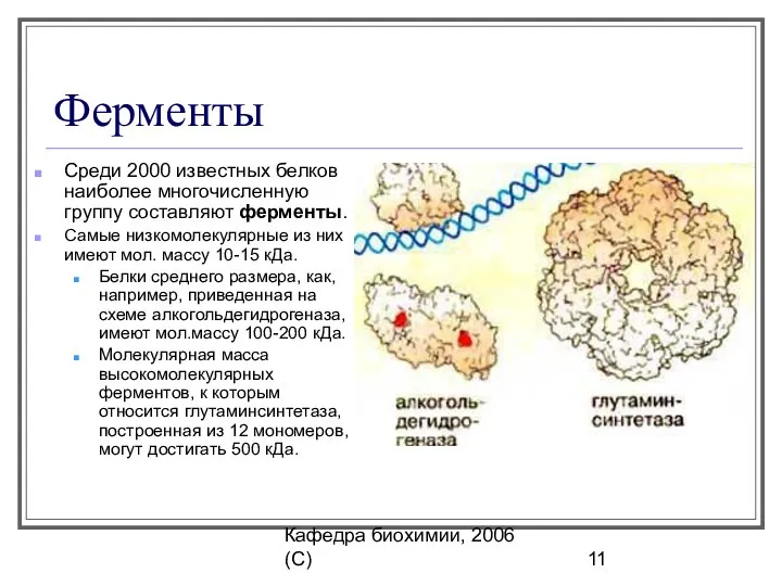 Кафедра биохимии, 2006 (C) Ферменты Среди 2000 известных белков наиболее многочисленную